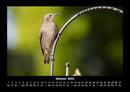 Welt der Vögel Fotokalender 2026 - 10