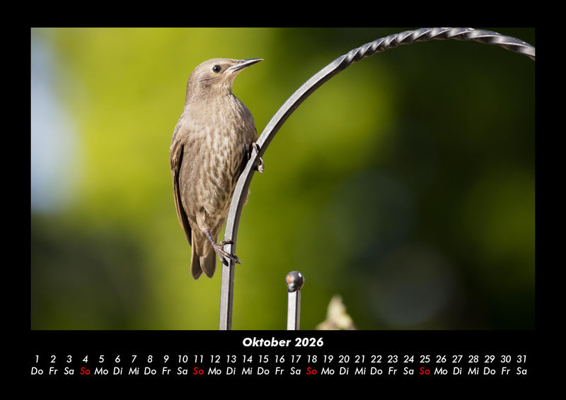 Welt der Vögel Fotokalender 2026 - 10
