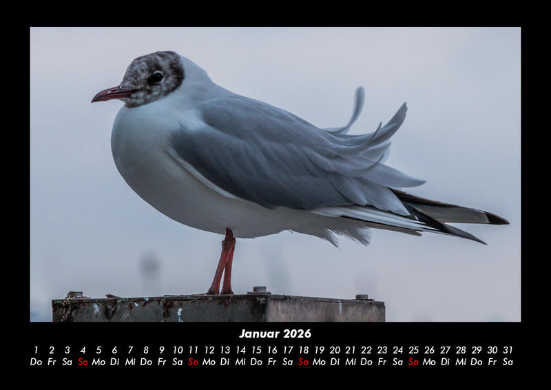 Welt der Vögel Fotokalender 2026 - 1