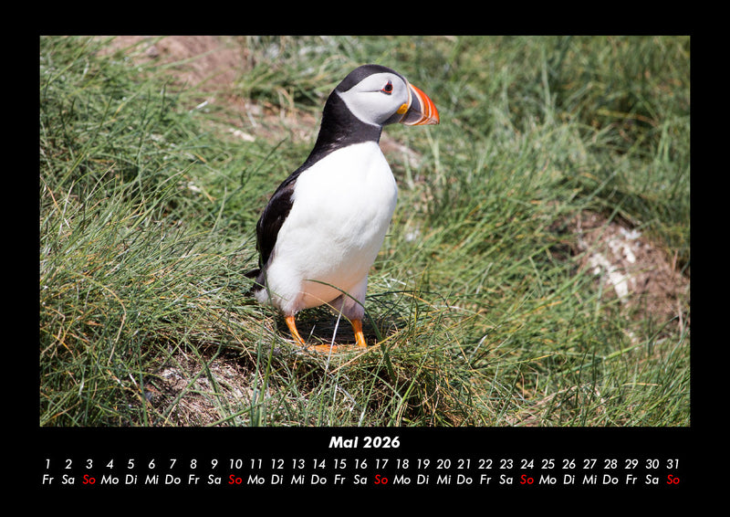 Welt der Vögel Fotokalender 2026 - 5