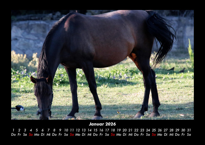 Die Welt der Pferde Fotokalender 2026 - 1