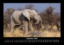 Der Elefantenkalender Fotokalender 2026 - 9