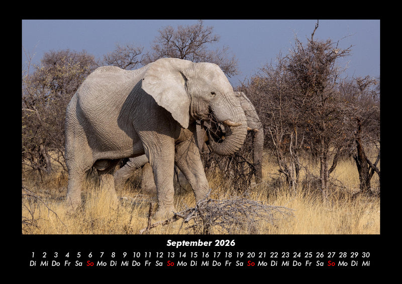 Der Elefantenkalender Fotokalender 2026 - 9