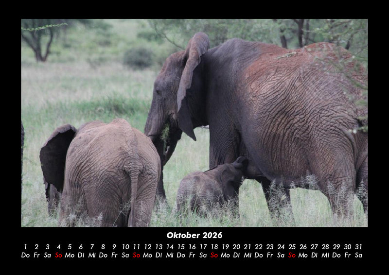 Der Elefantenkalender Fotokalender 2026 - 10
