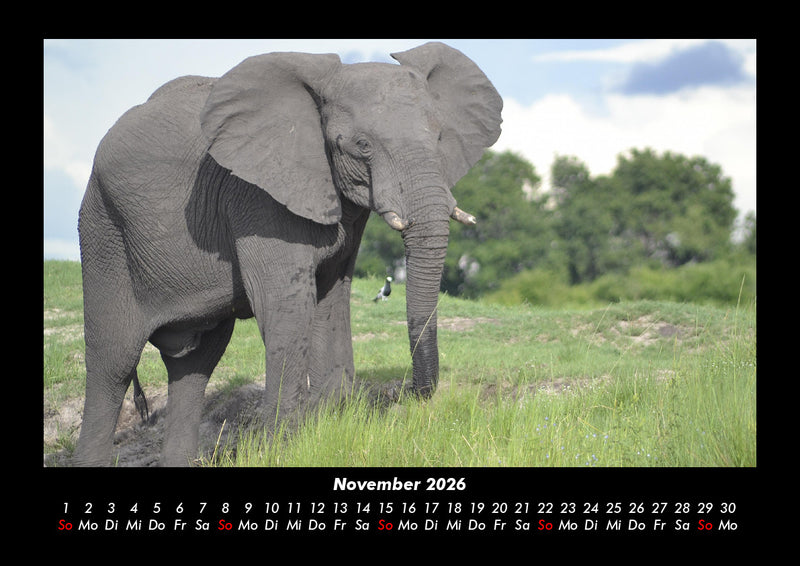 Der Elefantenkalender Fotokalender 2026 - 11