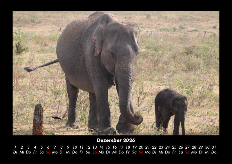 Der Elefantenkalender Fotokalender 2026 - 12
