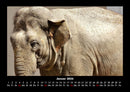 Der Elefantenkalender Fotokalender 2026 - 1