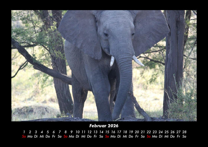 Der Elefantenkalender Fotokalender 2026 - 2