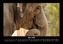 Der Elefantenkalender Fotokalender 2026 - 3