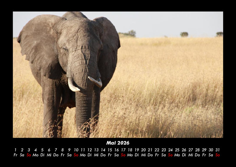 Der Elefantenkalender Fotokalender 2026 - 5