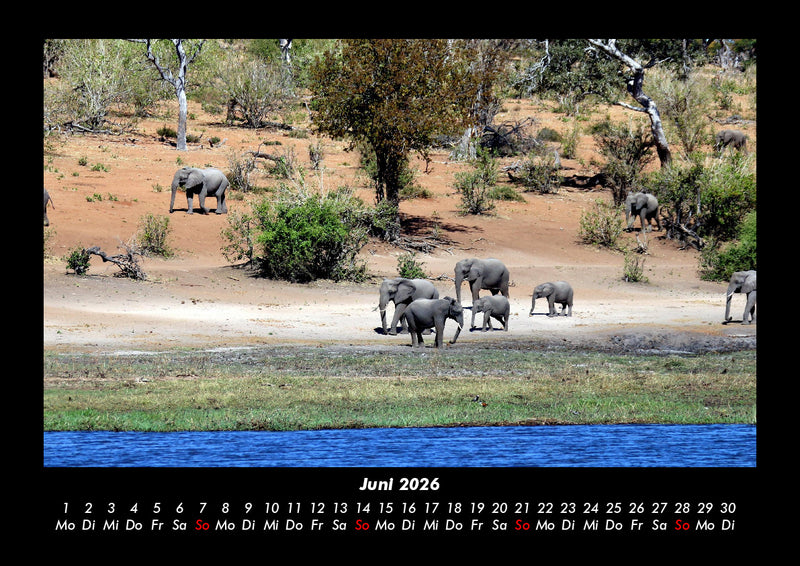 Der Elefantenkalender Fotokalender 2026 - 6