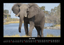 Der Elefantenkalender Fotokalender 2026 - 7