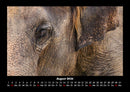 Der Elefantenkalender Fotokalender 2026 - 8