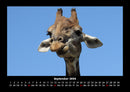 Giraffen Fotokalender 2026 - 9