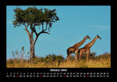 Giraffen Fotokalender 2026 - 10
