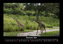 Giraffen Fotokalender 2026 - 11