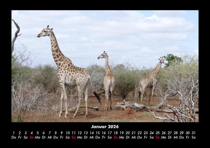 Giraffen Fotokalender 2026 - 1