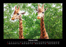 Giraffen Fotokalender 2026 - 2