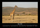 Giraffen Fotokalender 2026 - 3