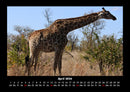 Giraffen Fotokalender 2026 - 4