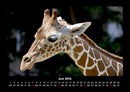 Giraffen Fotokalender 2026 - 6