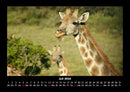 Giraffen Fotokalender 2026 - 7