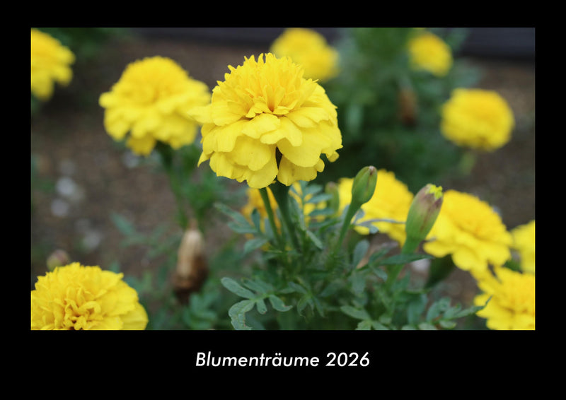 Blumenträume Fotokalender 2026 - Hauptbild