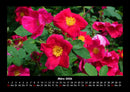Blumenträume Fotokalender 2026 - 3