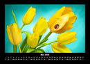 Blumenträume Fotokalender 2026 - 5