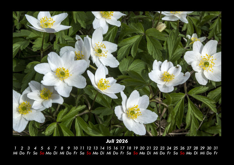 Blumenträume Fotokalender 2026 - 7