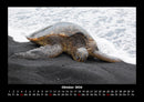 Schildkrötenzauber Fotokalender 2026 - 10
