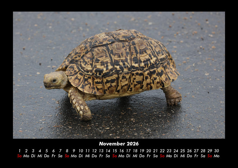 Schildkrötenzauber Fotokalender 2026 - 11
