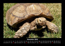 Schildkrötenzauber Fotokalender 2026 - 12