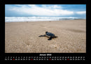 Schildkrötenzauber Fotokalender 2026 - 1