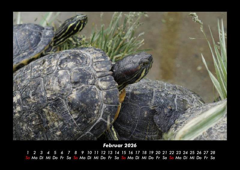 Schildkrötenzauber Fotokalender 2026 - 2