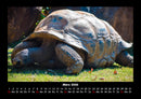 Schildkrötenzauber Fotokalender 2026 - 3