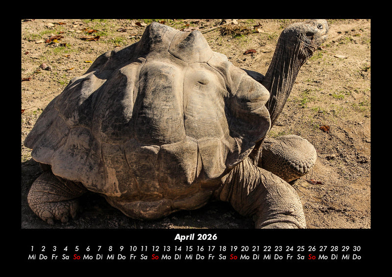 Schildkrötenzauber Fotokalender 2026 - 4