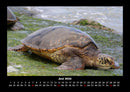 Schildkrötenzauber Fotokalender 2026 - 6