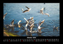Möwen Fotokalender 2026 - 10