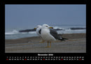 Möwen Fotokalender 2026 - 11