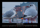 Möwen Fotokalender 2026 - 12