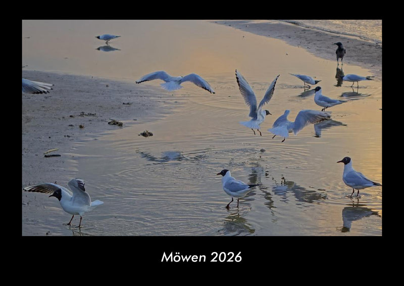 Möwen Fotokalender 2026 - Hauptbild