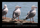 Möwen Fotokalender 2026 - 1