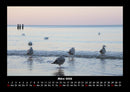 Möwen Fotokalender 2026 - 3