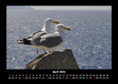 Möwen Fotokalender 2026 - 4