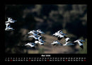 Möwen Fotokalender 2026 - 5