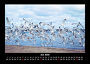 Möwen Fotokalender 2026 - 6