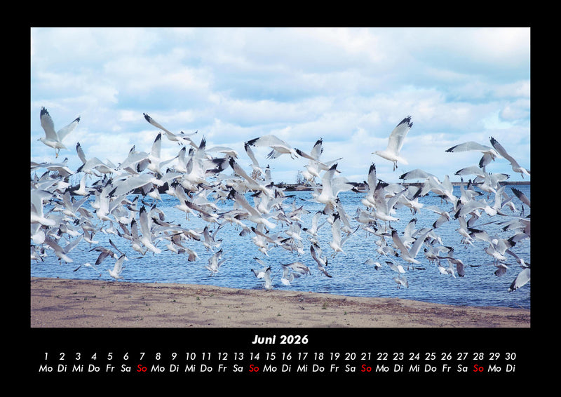 Möwen Fotokalender 2026 - 6