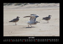 Möwen Fotokalender 2026 - 7