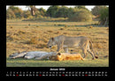 Löwen in der Wildnis Fotokalender 2026 - 1